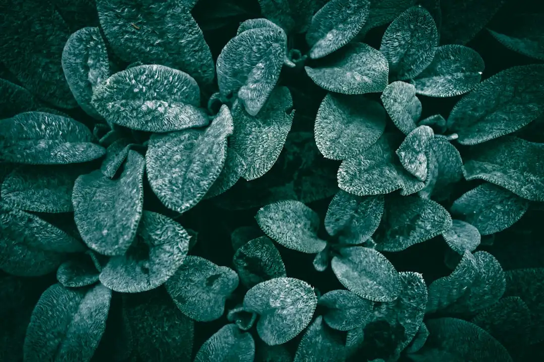 贵州穗赐农业科技种植技术在不同海拔区域的适配方案解析